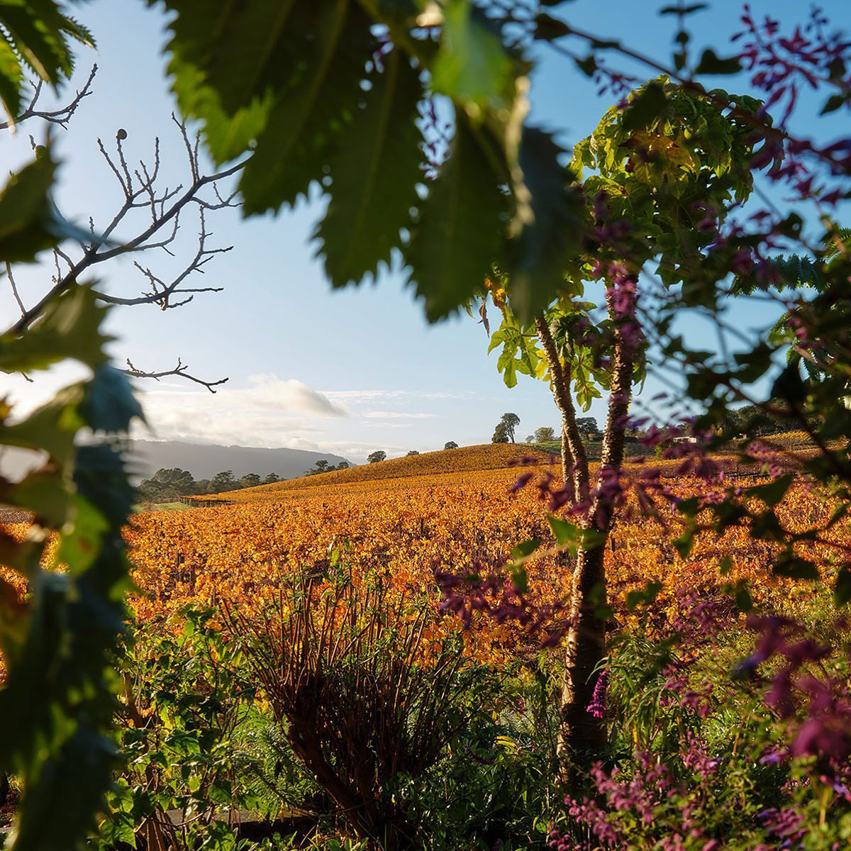 Yarra Yering Dry Red Wine No. 2 2021 - Kent Street Cellars