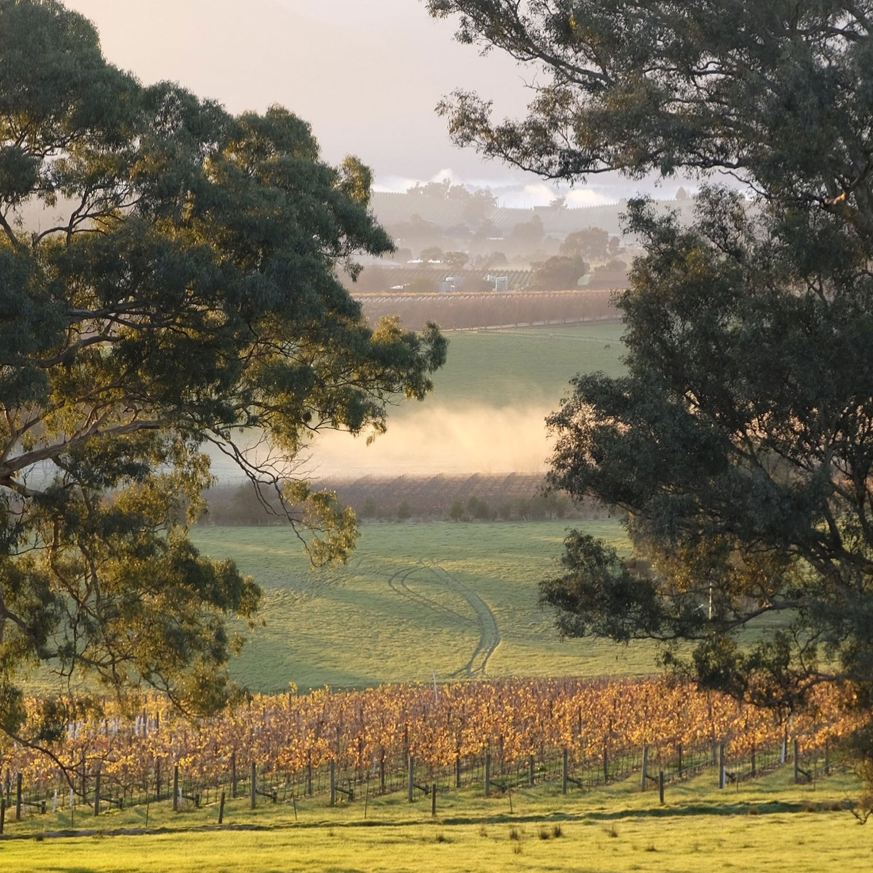 Yeringberg Marsanne Roussanne 2022