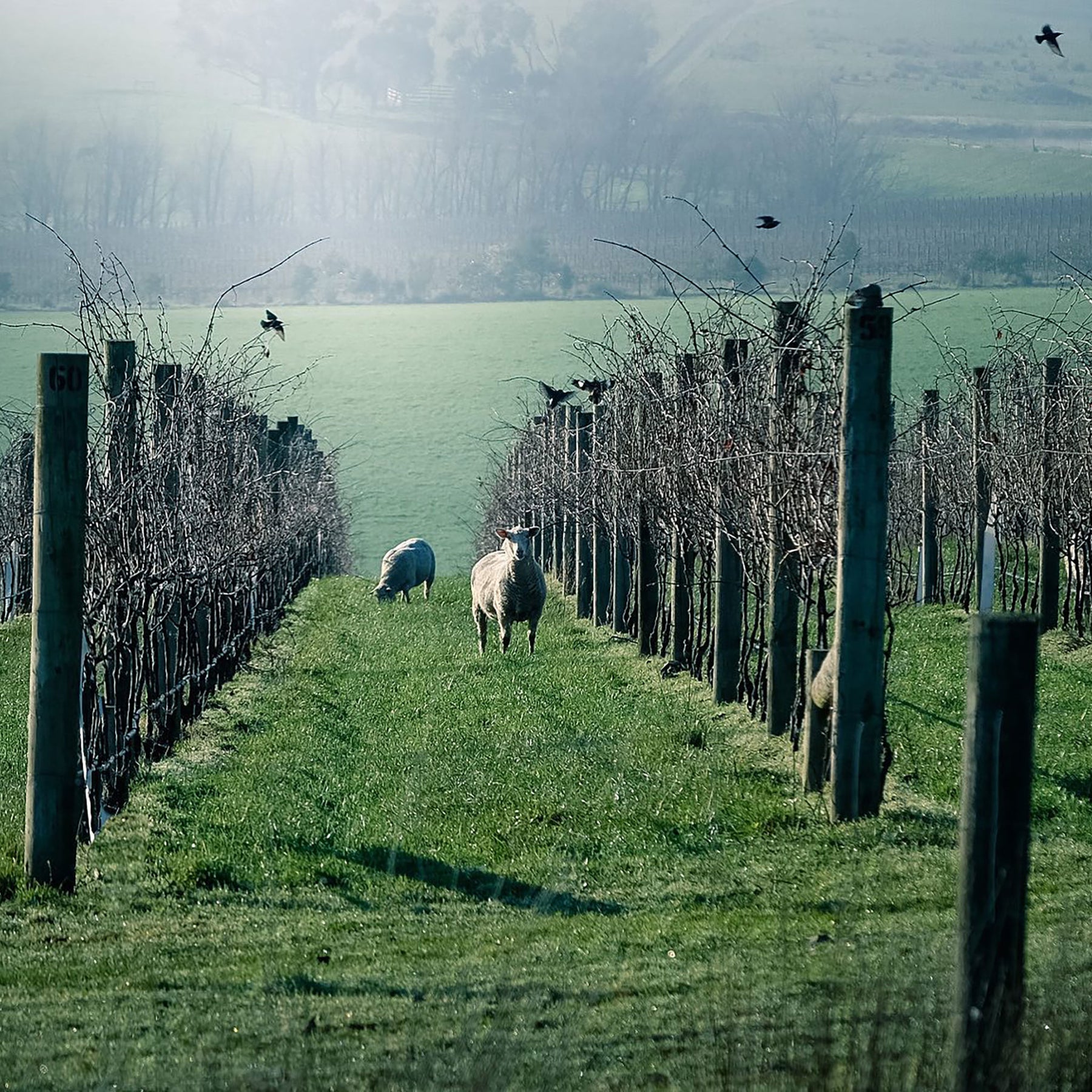 Yeringberg Shiraz 2022