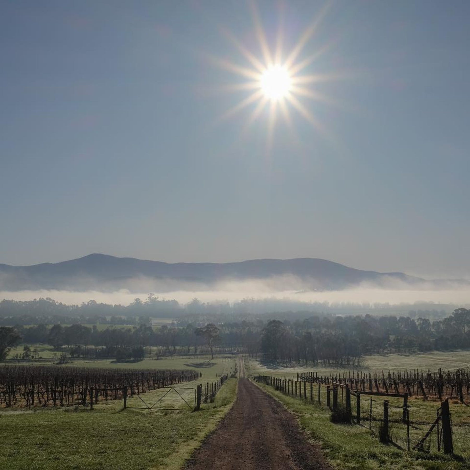  Since 2008, their daughter Sandra has taken over winemaking duties, while her brother David, who holds a PhD in plant physiology, manages the vineyards alongside Yeringberg’s grass-fed lamb and cattle operations. - Kent Street Cellars