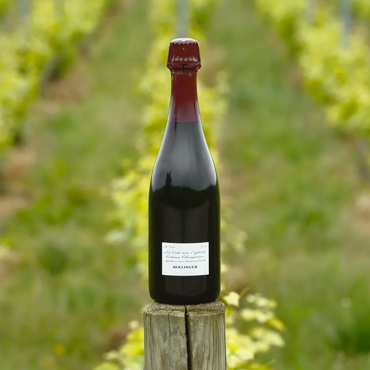 Bollinger La Côte aux Enfants Pinot Noir 2016 - Kent Street Cellars