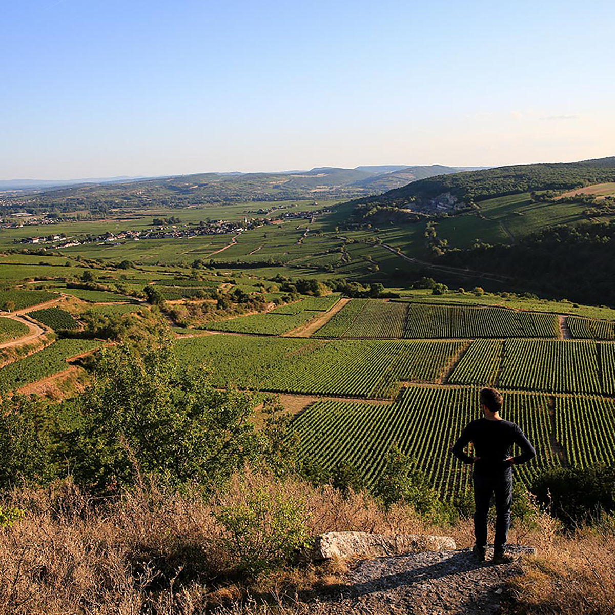 Domaine Roux Bourgogne Aligoté Albus 2020